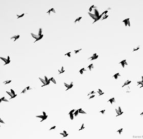 नयाँ प्रजातीको चरा फेला