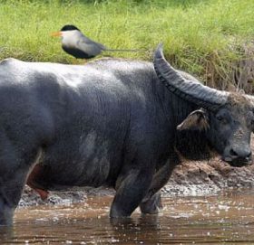 कोसीबाट दुई अर्ना चितवन ल्याईँदैे