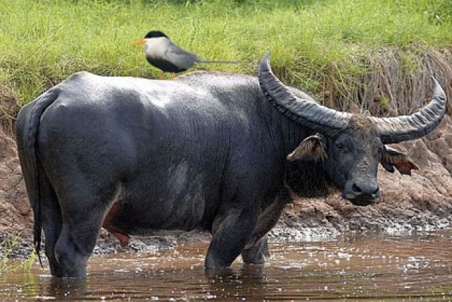 कोसीबाट दुई अर्ना चितवन ल्याईँदैे