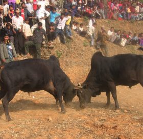नुवाकोटको बट्टारमा आयोजित चौथो नुवाकोट महोत्सवमा गोरु जुधाइँदै । तस्बिरः नवदीप श्रेष्ठ