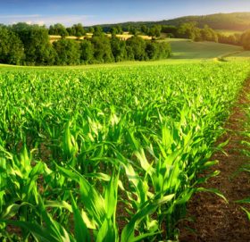 खेतीपातीबाट वार्षिक आठ लाख आम्दानी