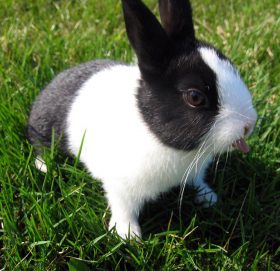 हुम्लामा दिइन्छ गर्भवती महिलालाई खरायोको मासु