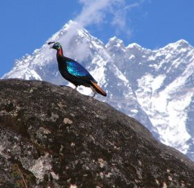 राष्ट्यि चरा डाँफे अवैध शिकारको मारमा, मारिन्छ पासा र तारमा !