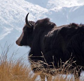 हुम्लाको लिमीमा पाइयो विश्वकै दुलर्भ वनयाक र कालीकण्डे सारस