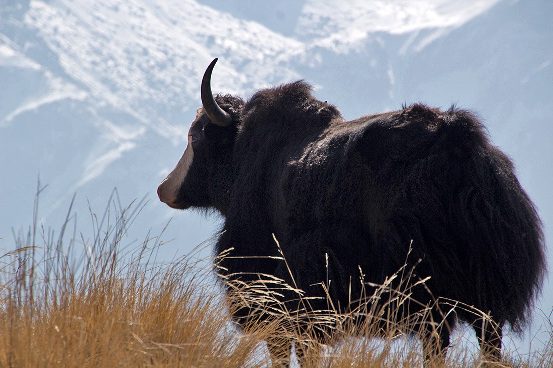 हुम्लाको लिमीमा पाइयो विश्वकै दुलर्भ वनयाक र कालीकण्डे सारस