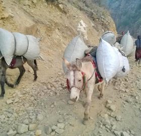 गे वाङ्दीको हराएको अस्तित्वमा इलिग काँध