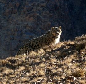 हुम्लाको लिमीमा पाइयो विश्वकै दुलर्भ वनयाक र कालीकण्डे सारस