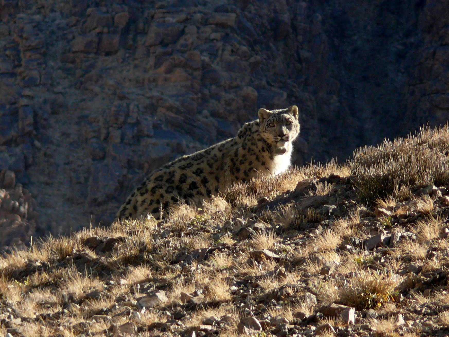 हुम्लाको लिमीमा पाइयो विश्वकै दुलर्भ वनयाक र कालीकण्डे सारस