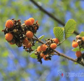 चुचल ढुंगाको कालो ऐंसेलु