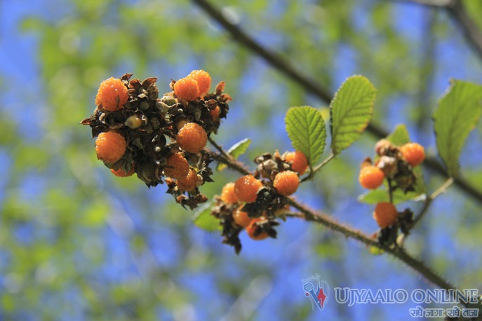 चुचल ढुंगाको कालो ऐंसेलु