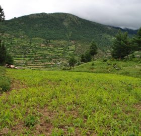 हुम्लामा एक अर्बको घाँस, बन्दैछ जीउने आस