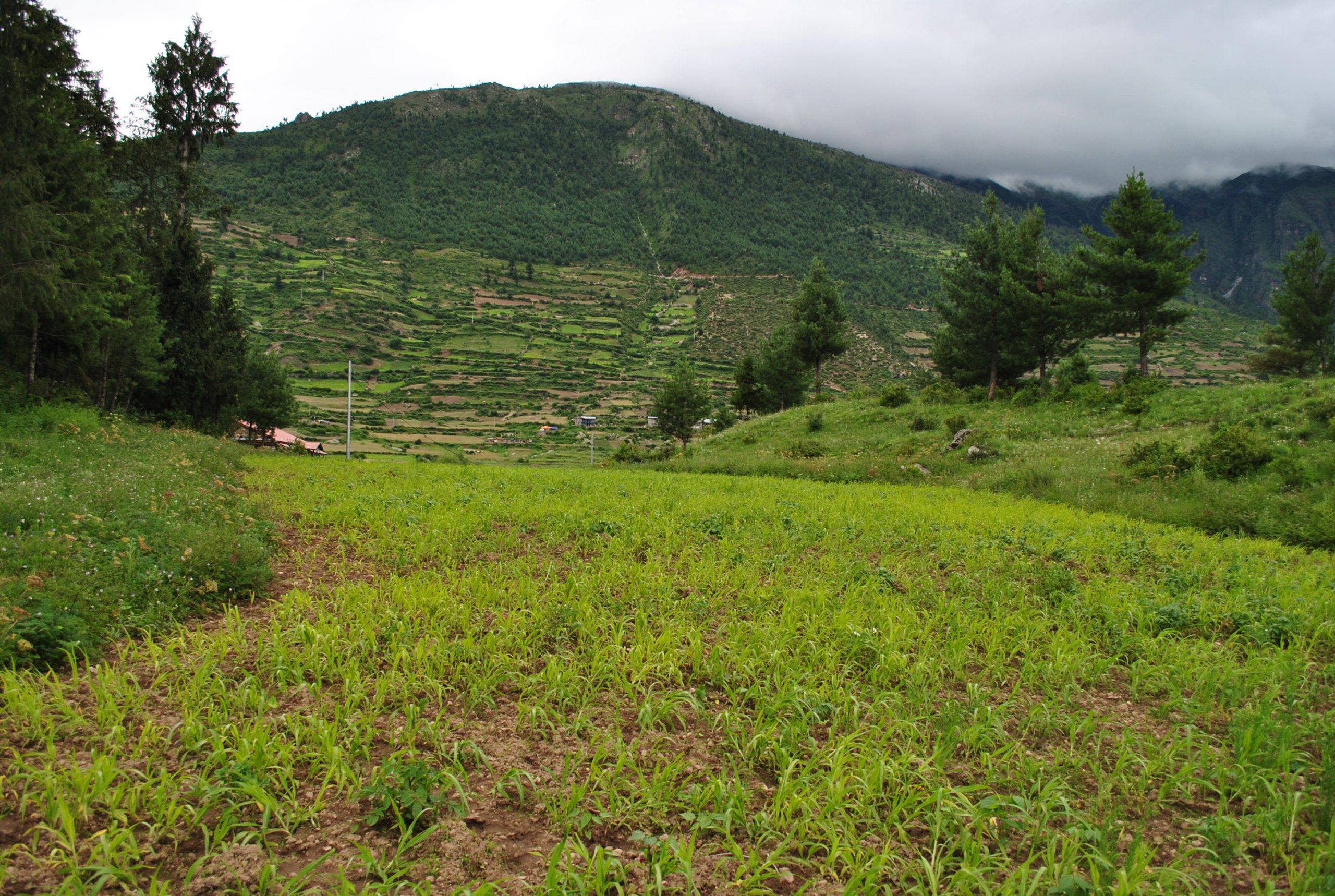 हुम्लामा एक अर्बको घाँस, बन्दैछ जीउने आस