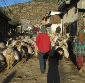 दर्तामा सीमित छन् हुम्लाका कृषि सहकारीहरु, खै कहाँ गयो ४४ लाख