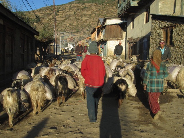 दर्तामा सीमित छन् हुम्लाका कृषि सहकारीहरु, खै कहाँ गयो ४४ लाख