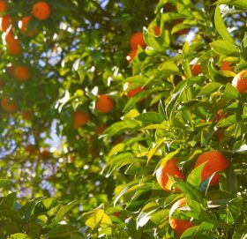 हुम्ला दार्मका किसानहरु फलफुल नर्सरीबाट कमाउँछन् लाखौ रकम