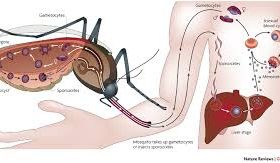 २०२५ भित्र नेपाललाई औलोमुक्त राष्ट्र बनाउने