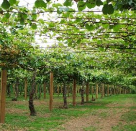 बागबानी केन्द्र फाप्लुलाई माग अनुसार किवि विरुवा पुर्‍यउन सकस