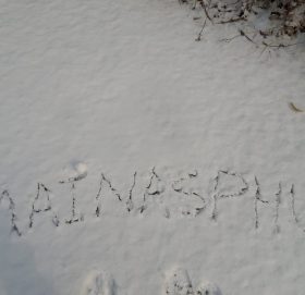 कविता- मैनसफूल