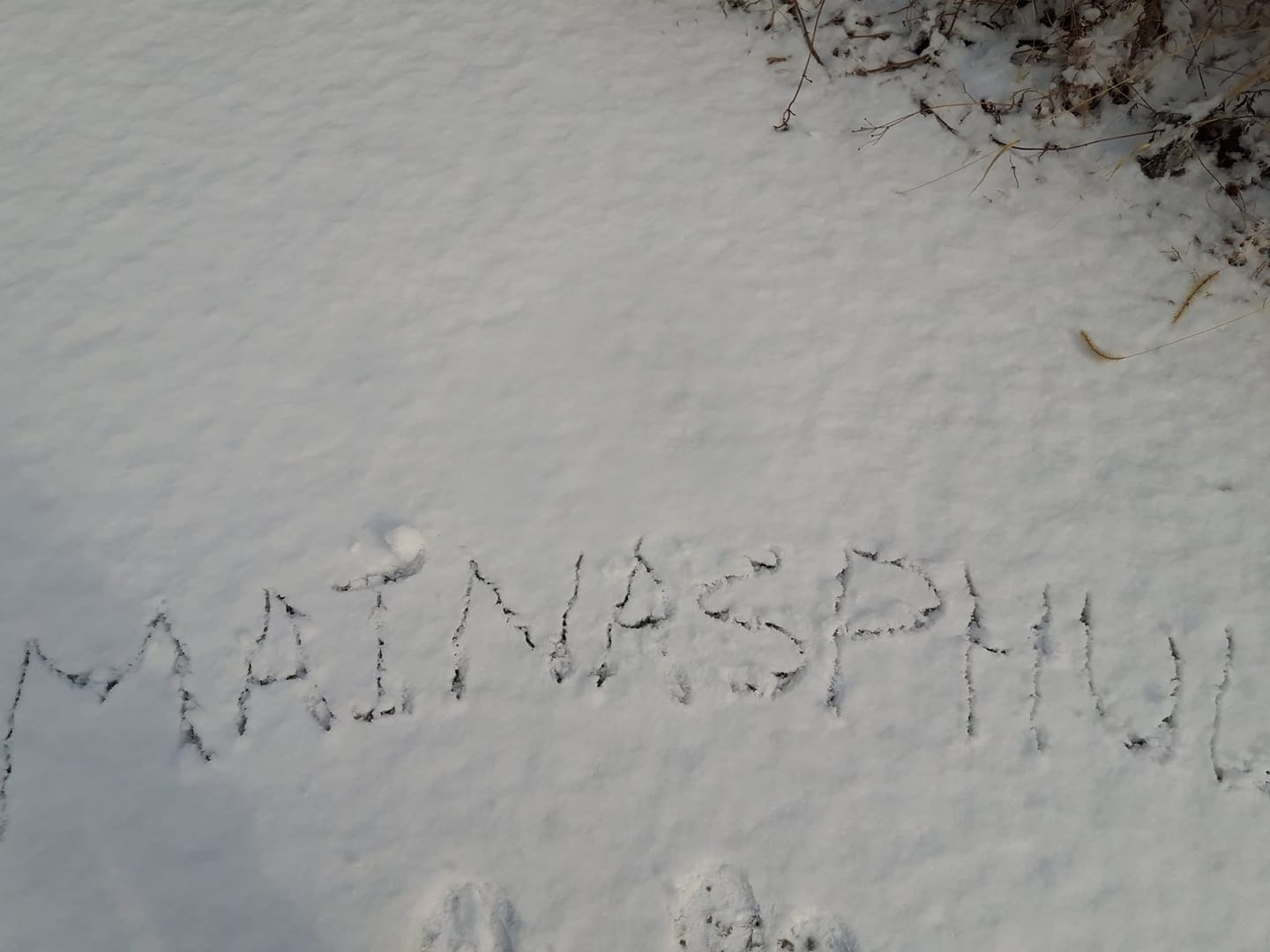 कविता- मैनसफूल