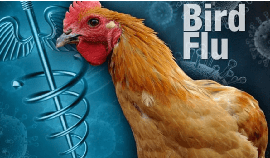 नेपालमा बर्ड फ्लुबाट पहिलोपटक मानिसको मृत्यु