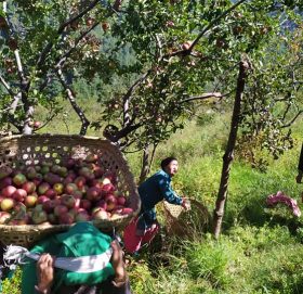 वागवानीमा स्याउ विक्री सुरु, प्रति केजी एक सय रुपियाँ