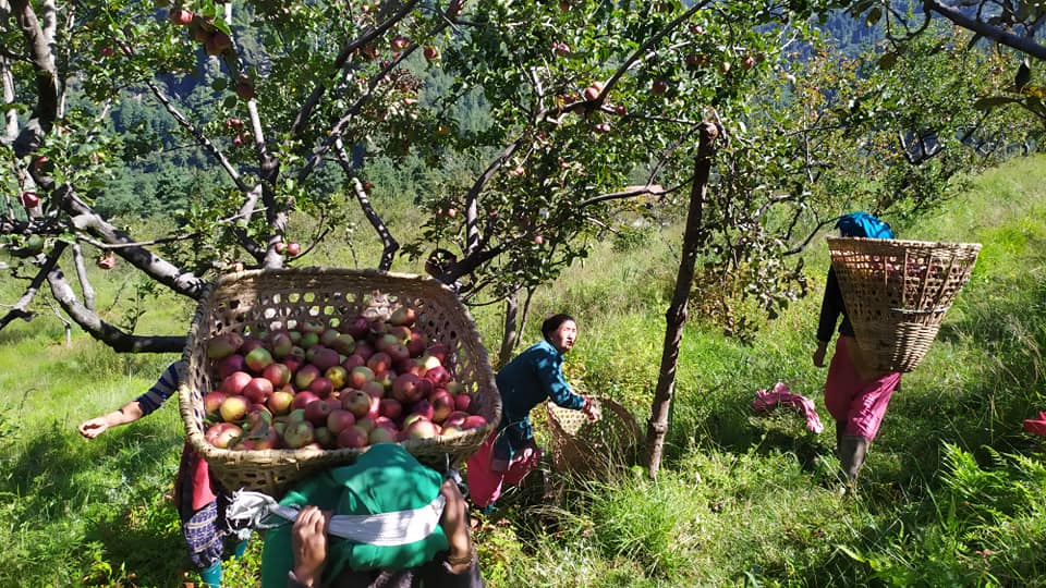 वागवानीमा स्याउ विक्री सुरु, प्रति केजी एक सय रुपियाँ