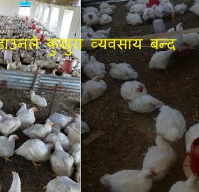 लकडाउनले कुखुरा व्यवसाय बन्द