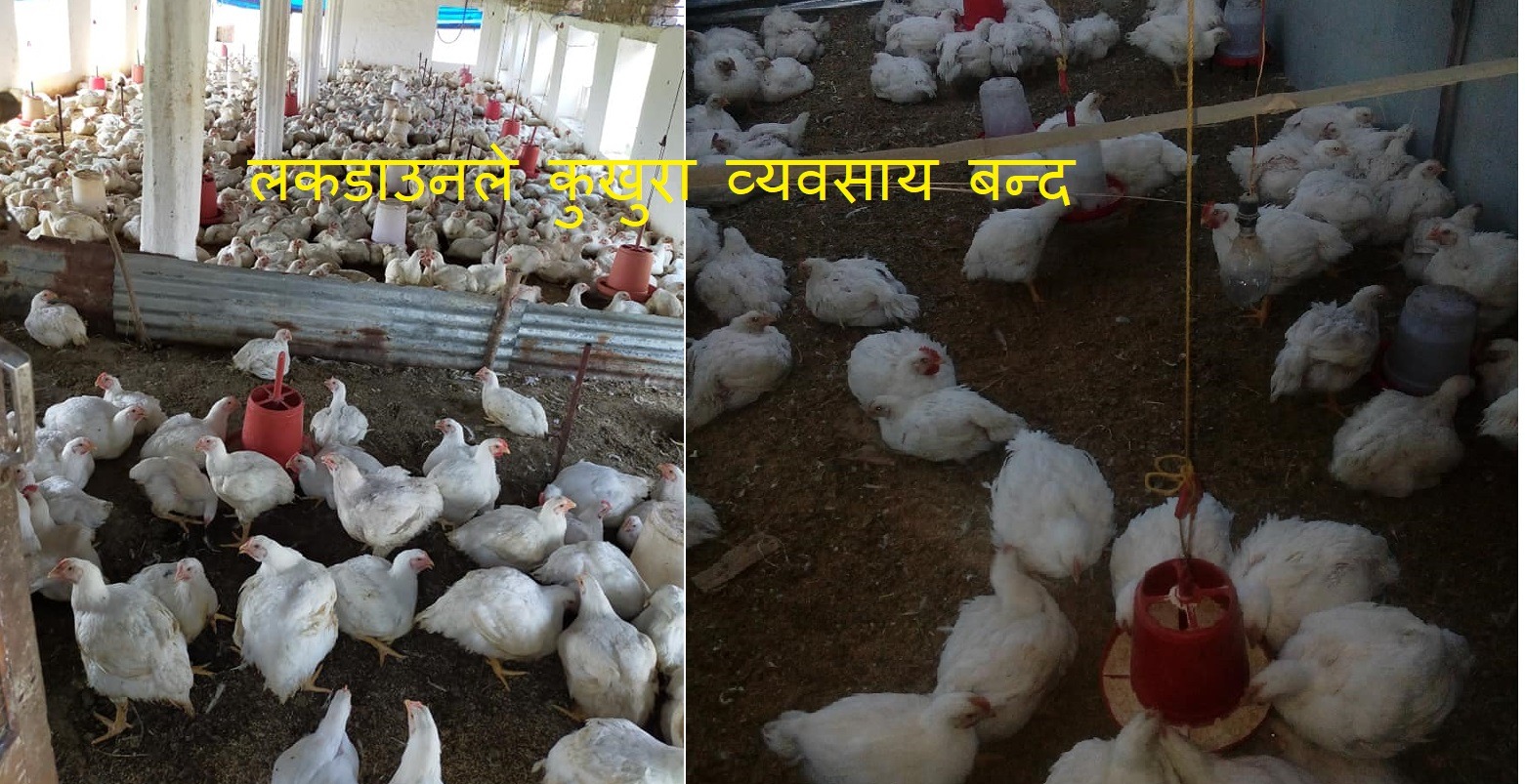 लकडाउनले कुखुरा व्यवसाय बन्द