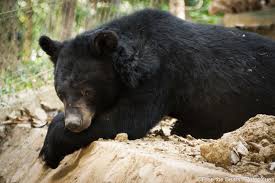 करेन्ट लागेर जङ्गली भालुको मृत्यु