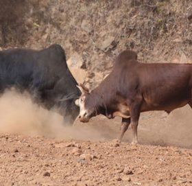 माघे सङ्क्रान्तिमा नुवाकोटमा ३१ हल गोरु जुधाइने