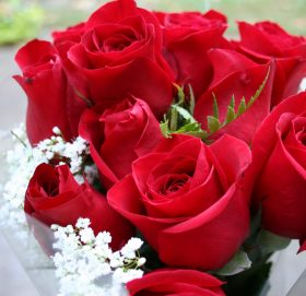 प्रणय दिवसमा छैन गुलाफको स्थानीय उत्पादन