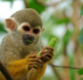 बाँदरलाई जङ्गलमै भुलाउन फलफूल खेती