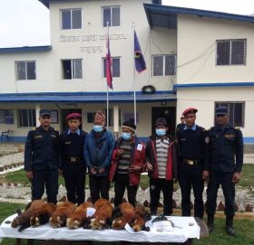 सोलुखुम्बुको महाकुलुङबाट रेडपाण्डाको छाला सहित तीन जना पक्राउ