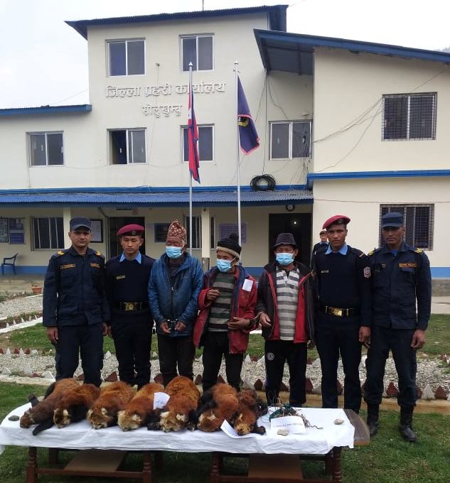 सोलुखुम्बुको महाकुलुङबाट रेडपाण्डाको छाला सहित तीन जना पक्राउ