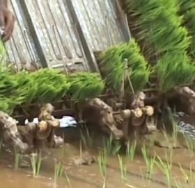 चार चक्के मेशिनबाट धान रोपाइँ