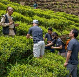चियाको पहिलो टिपाइ शुरु, उत्पादन बढ्दो