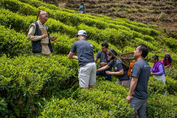 चियाको पहिलो टिपाइ शुरु, उत्पादन बढ्दो