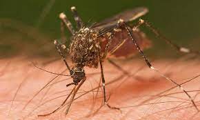 गर्मी बढेसँगै तराईका जिल्लामा लामखुट्टेको प्रकोप बढ्यो