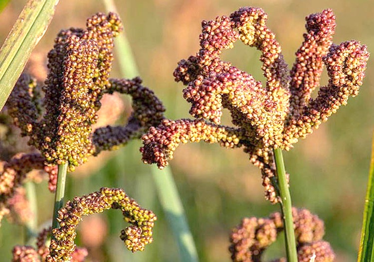 कोदोको माग गाउँमा भन्दा बजारमा