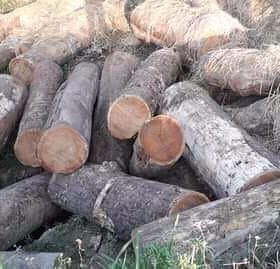 रातको समयमा अवैध काठ बरामद