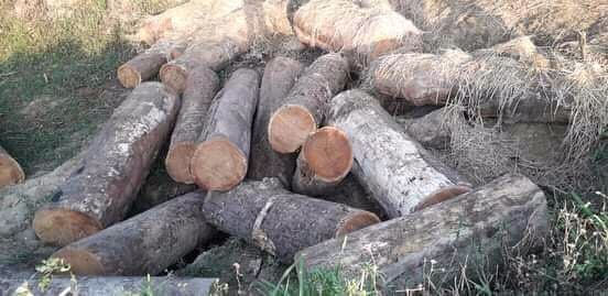 रातको समयमा अवैध काठ बरामद