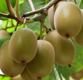 किवीले बजार पाएन