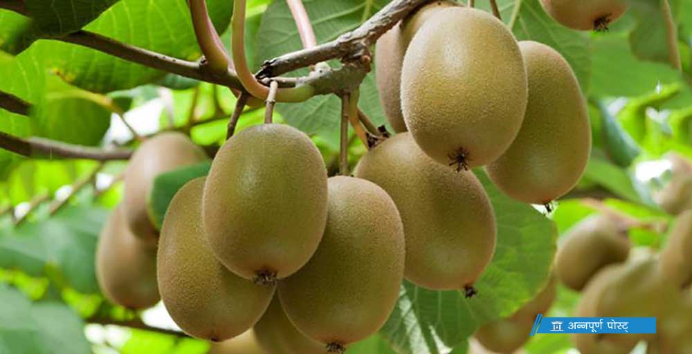 किवीले बजार पाएन