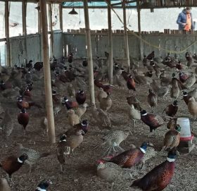 लकडाउनले जुराएको व्यावसायिक कालिजपालन