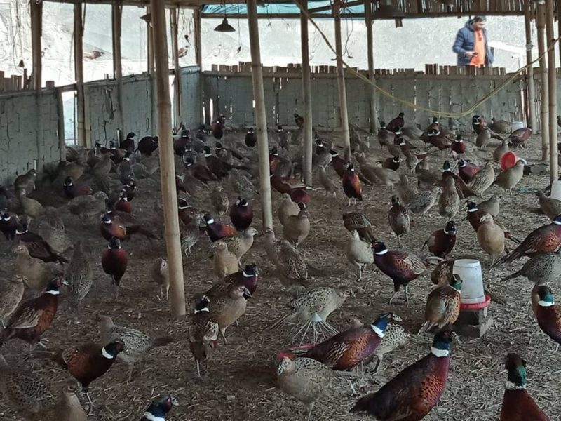 लकडाउनले जुराएको व्यावसायिक कालिजपालन