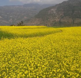 झापामा तोरीखेतीको आशलाग्दो विस्तार
