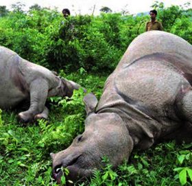 मृतावस्थामा गैँडा फेला