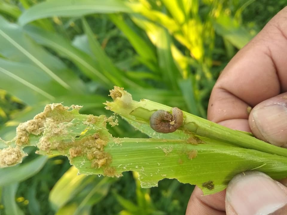 फौजी किराले मकै सखाप