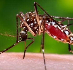 दुई सय तेह्र जनामा डेङ्गुको सङ्क्रमण