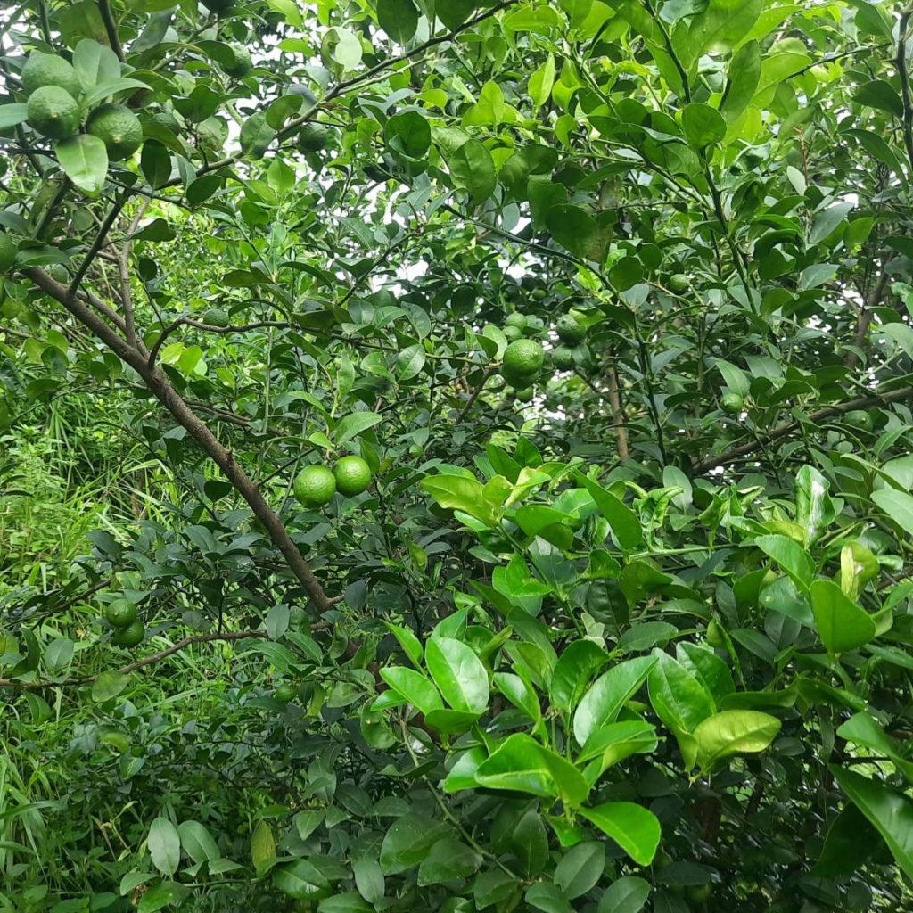 सरकारी शिक्षक कागती खेतीमा रमाउँदा